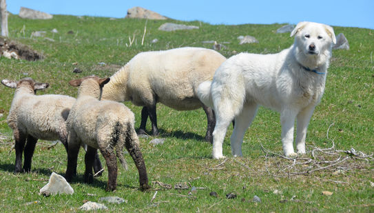 Le berger des Abruzzes (ou de la Maremme)