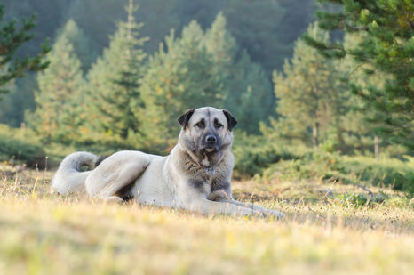 Le berger d'Anatolie (ou Kangal)